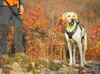 Sleddog Collar Reflex