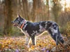 Sleddog Collar Reflex