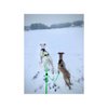 EXTRA LONG LINE - 2 dogs ( green ) - 390 cm
