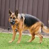 KONG Extreme Ball w/Rope L