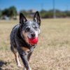 KONG BALL MEDIUM/LARGE