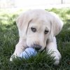 KONG PUPPY SMALL