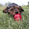 KONG EASY TREAT CHEDDAR CHEESE