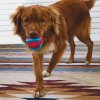 KONG Jaxx’s Brights Ball w/rope Assorted md