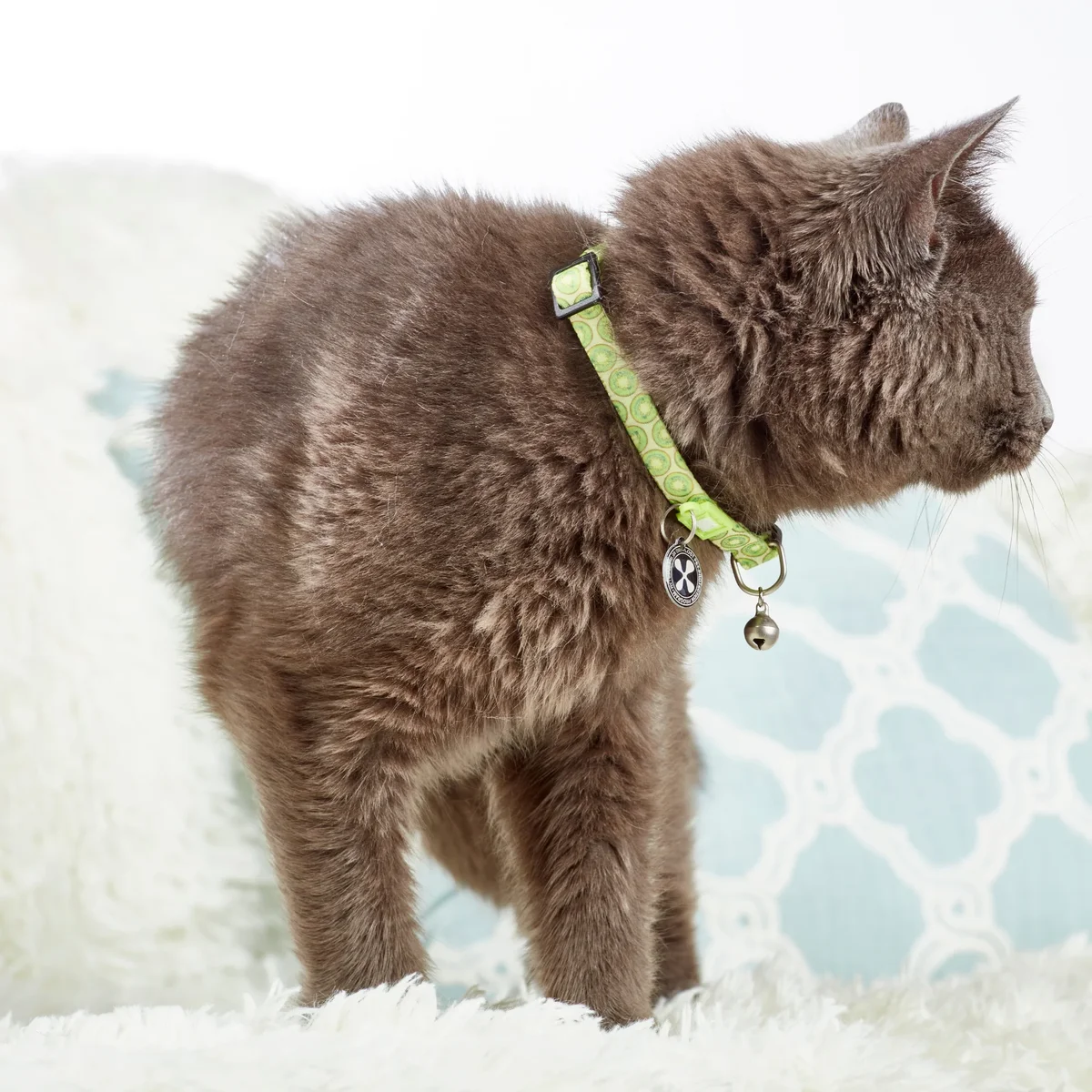 M&M COLLAR KIWI