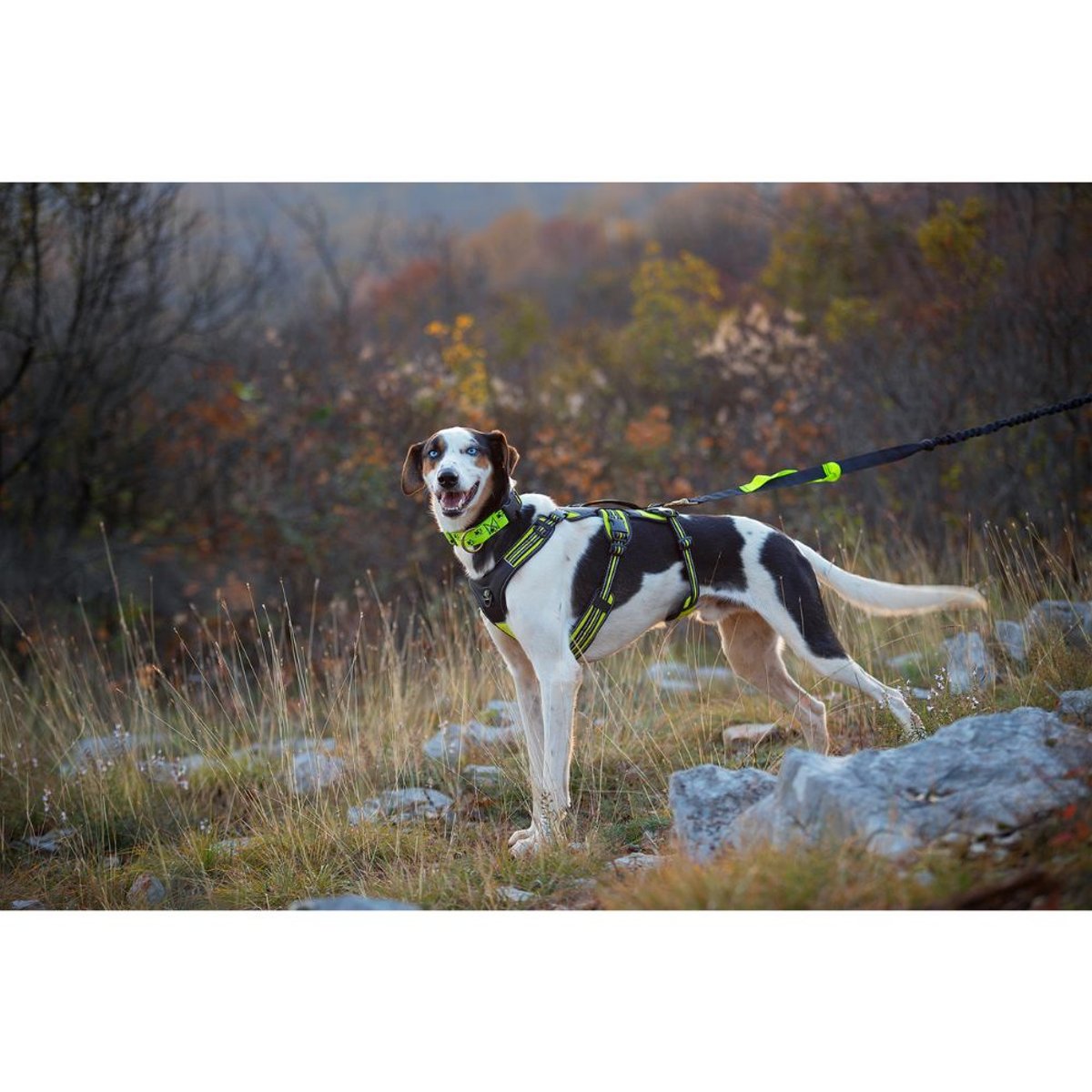 Broad Peak Harness