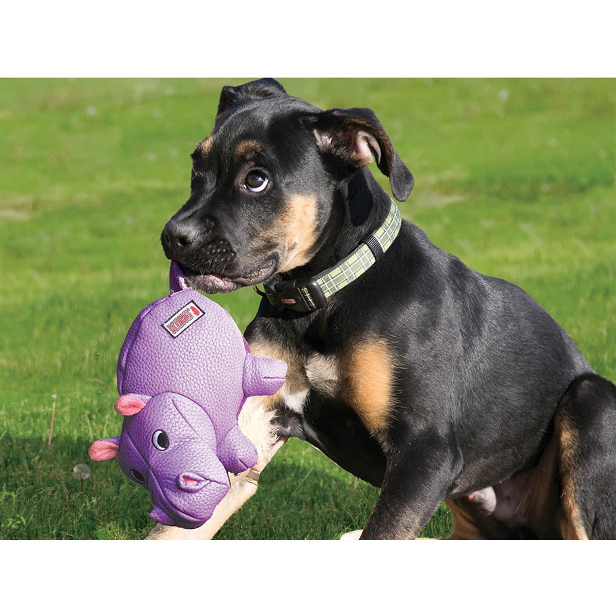 KONG Phatz Hippo Md EU