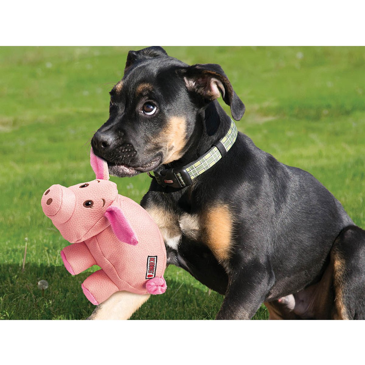 KONG Phatz Pig Md EU