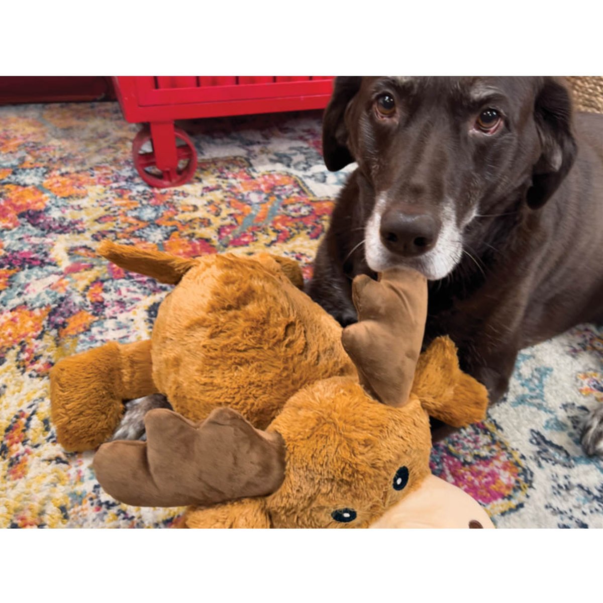 KONG igračka za pse Cozie Jumbo Marvin XL EU