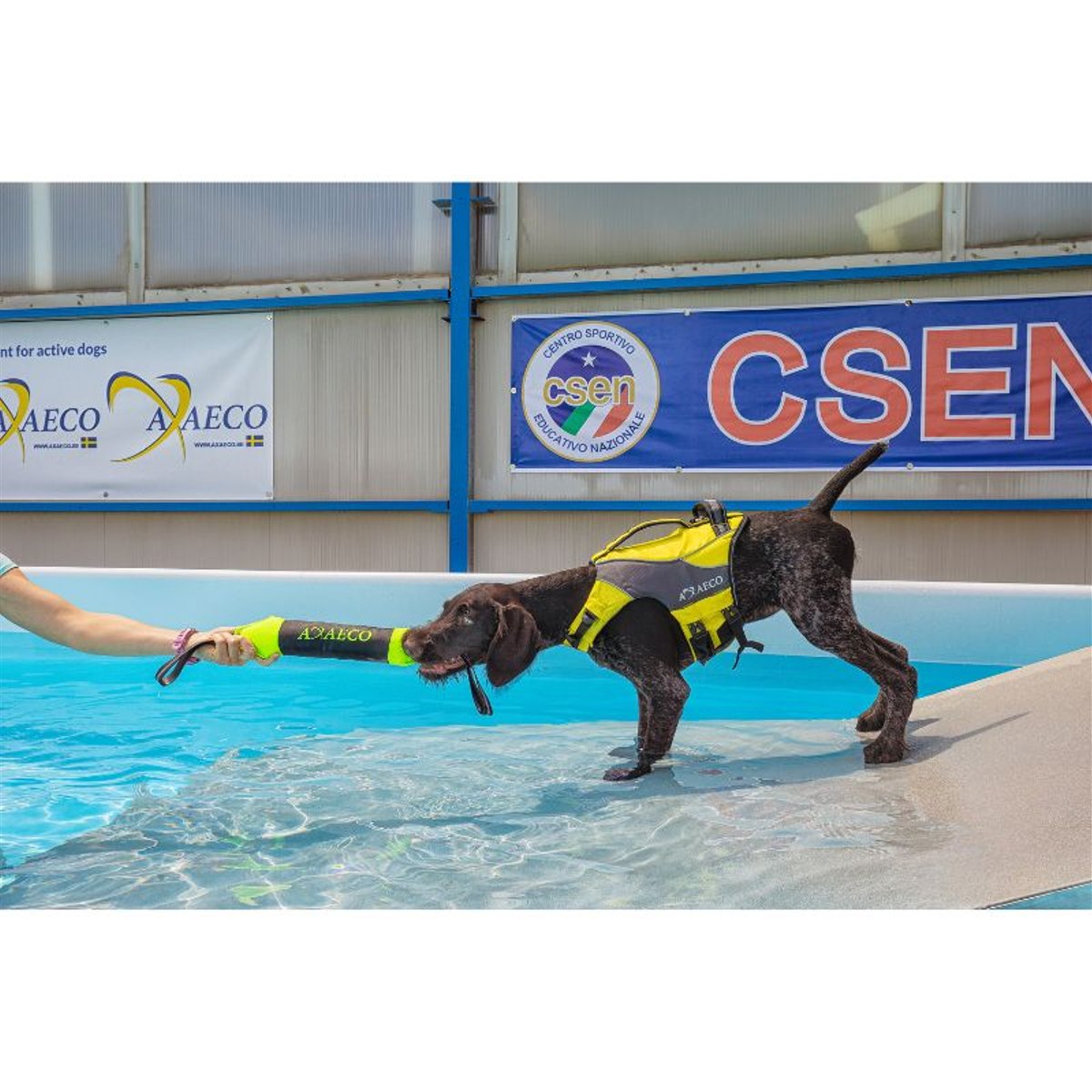 Aqua Dog Life Jacket