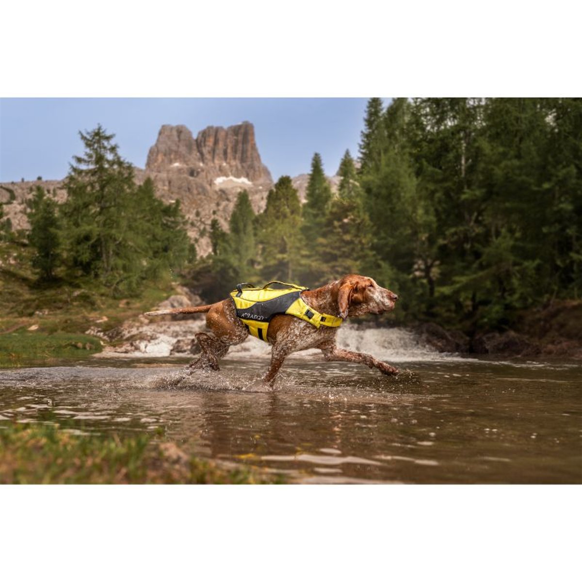 Aqua Dog Life Jacket