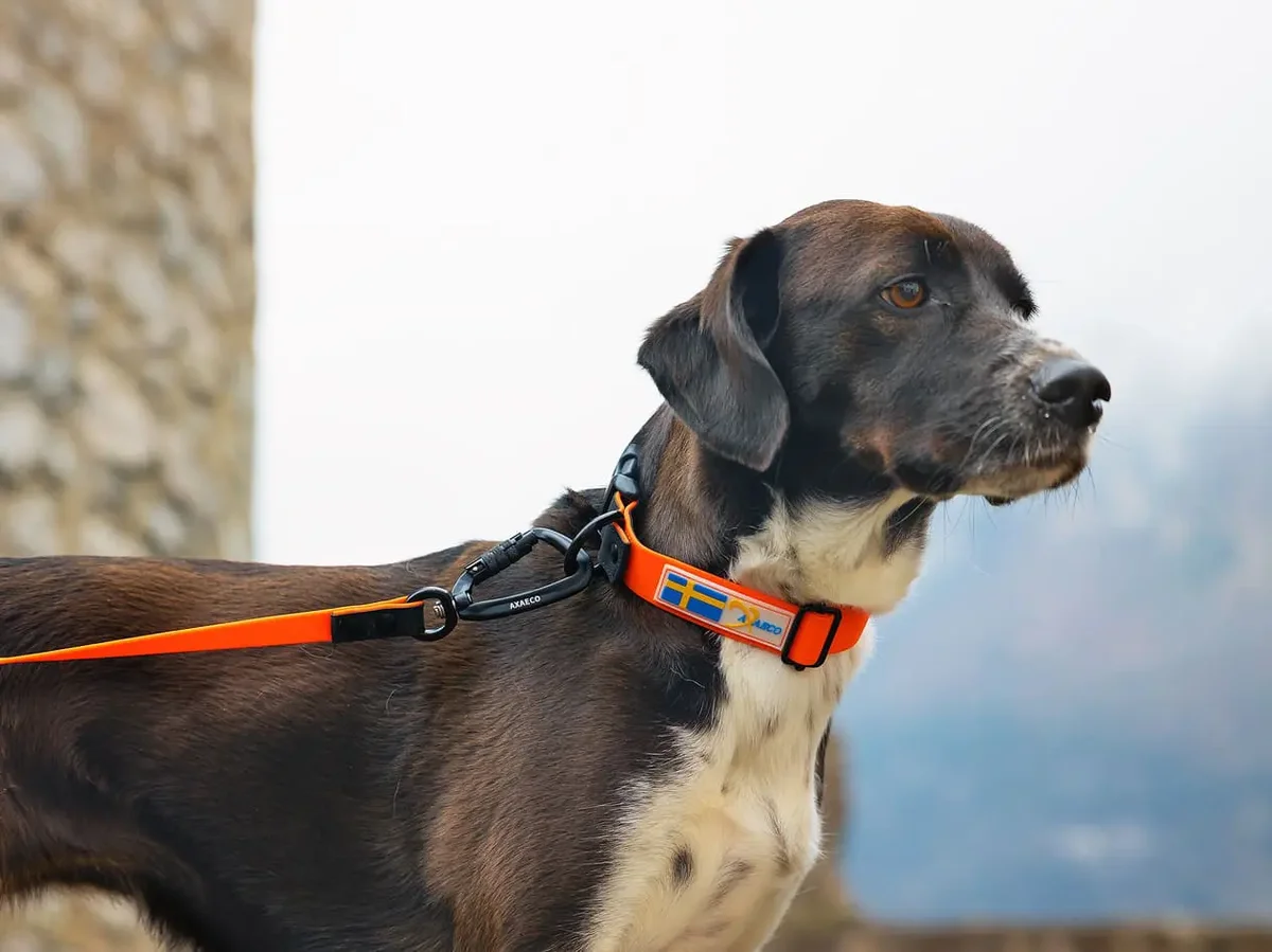 Action Collar