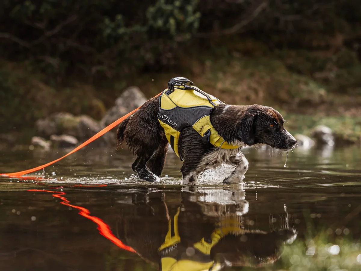 Action Leash