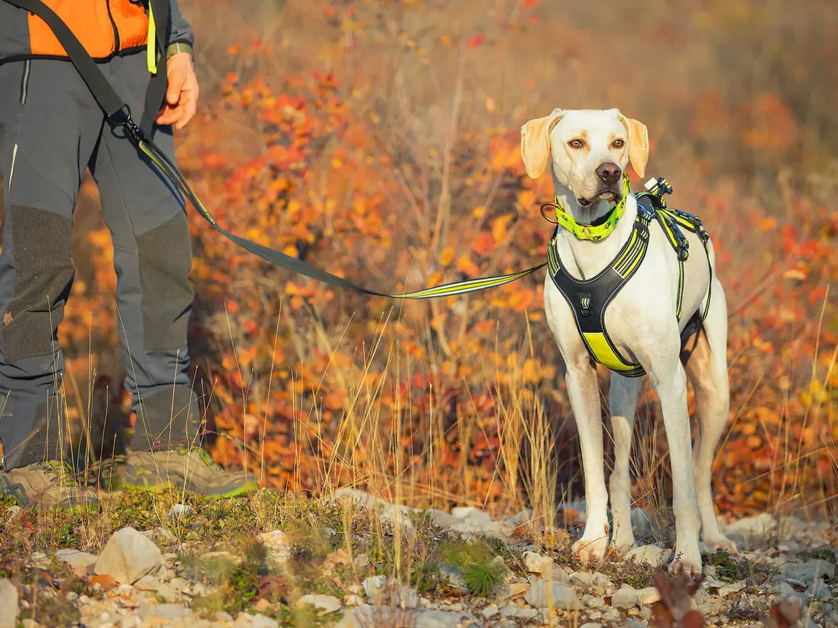 Sleddog Collar Reflex