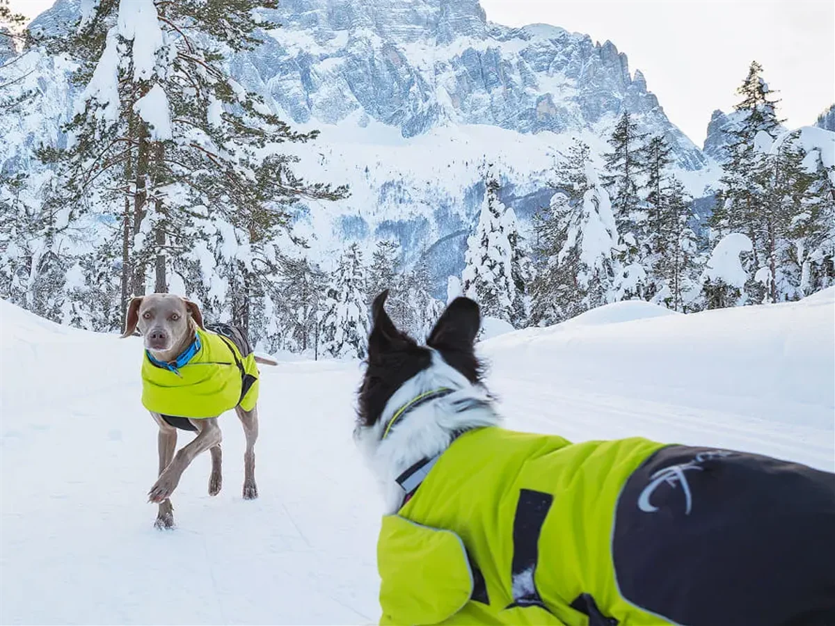 Dog Coat Ice-Olation