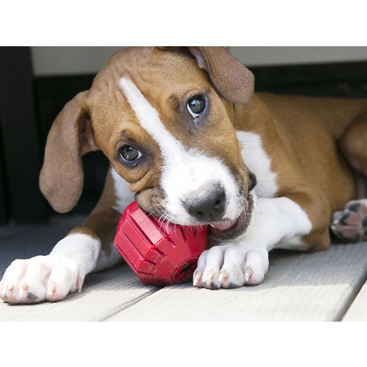 KONG igračka za pse STUFF A BALL L