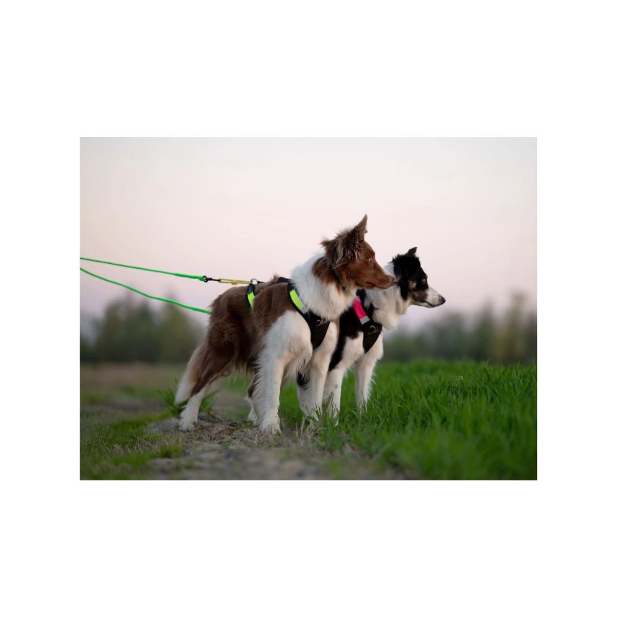 Bike - Joring Line ( 2 dogs ) - 250 cm