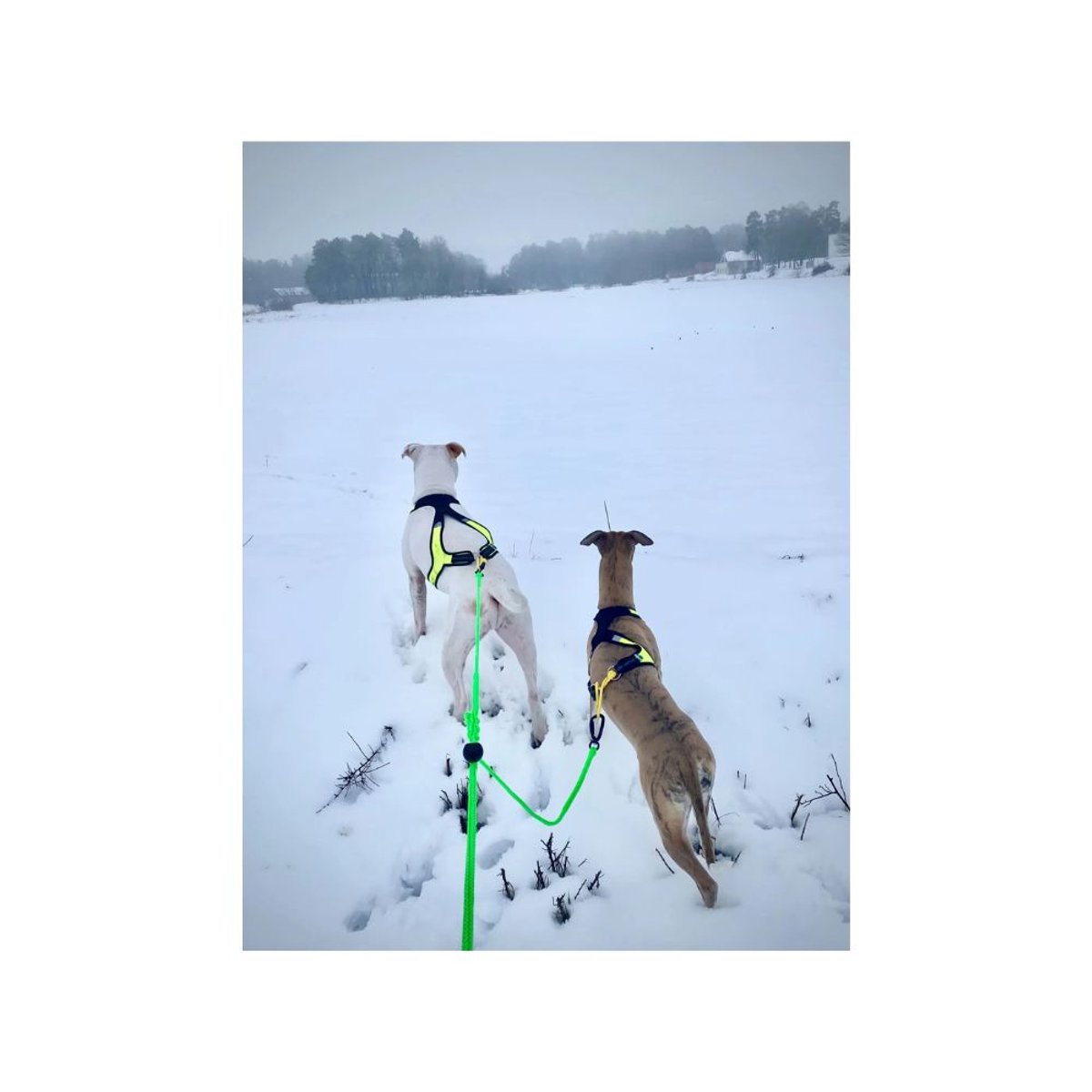 EXTRA LONG LINE - 2 dogs ( green ) - 390 cm