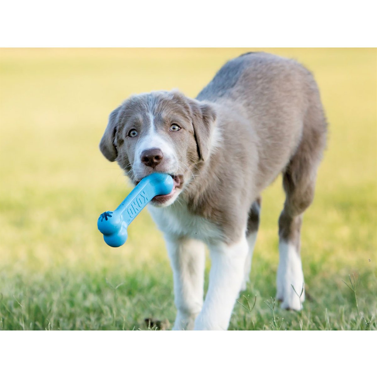KONG Puppy Goodie Bone S