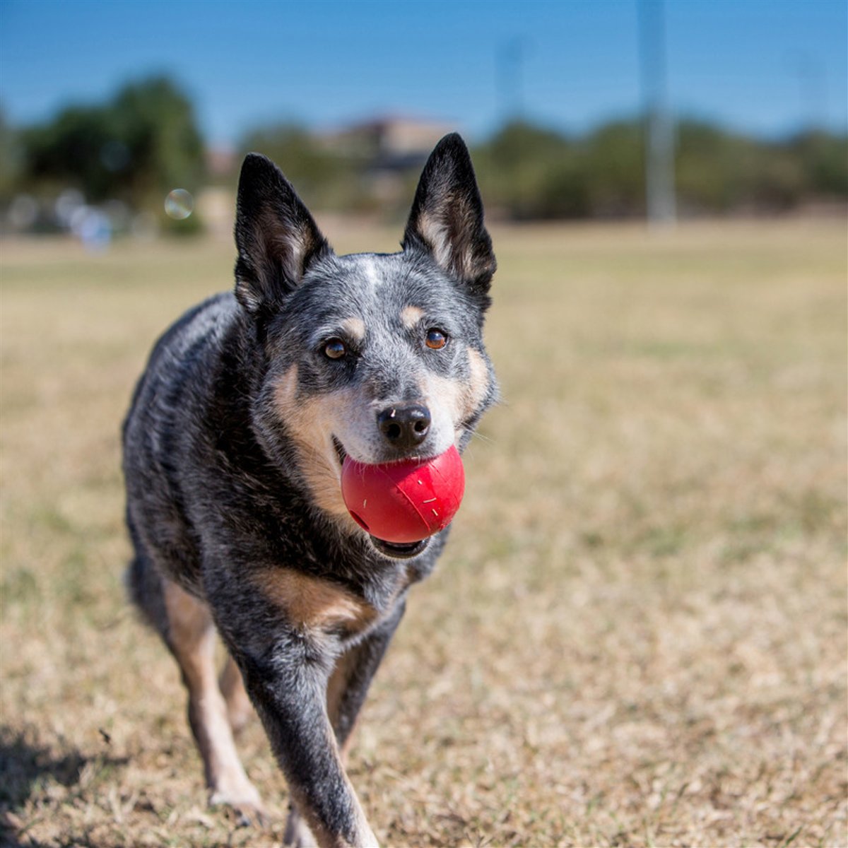 KONG PUPPY BALL w/Hole M/L