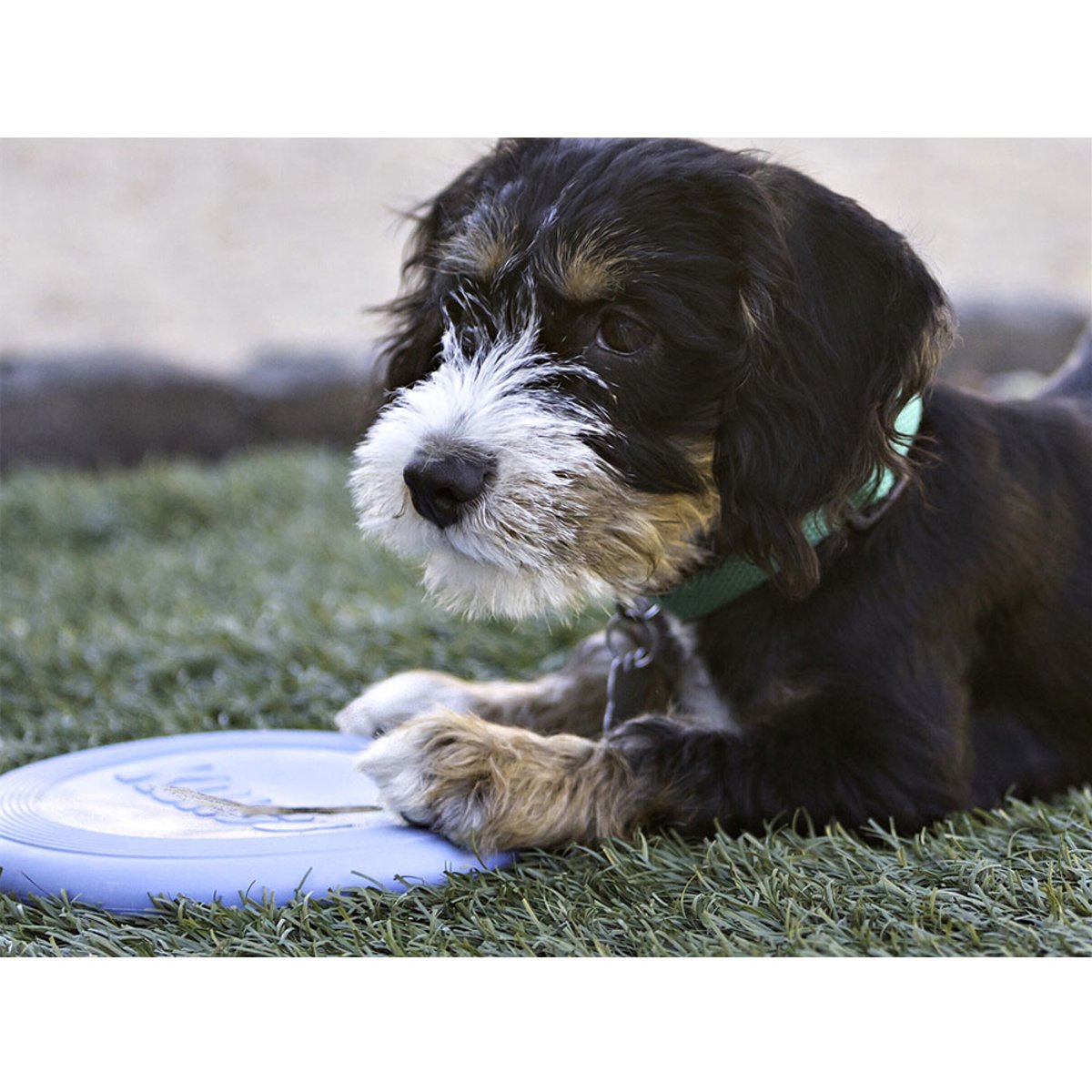 KONG Puppy Flyer S