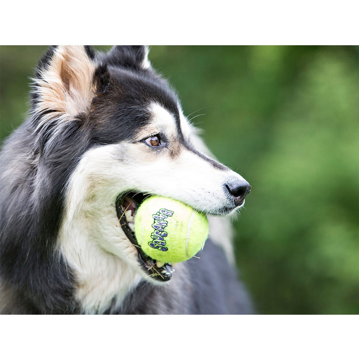 KONG SqueakAir Balls XS (3pack)