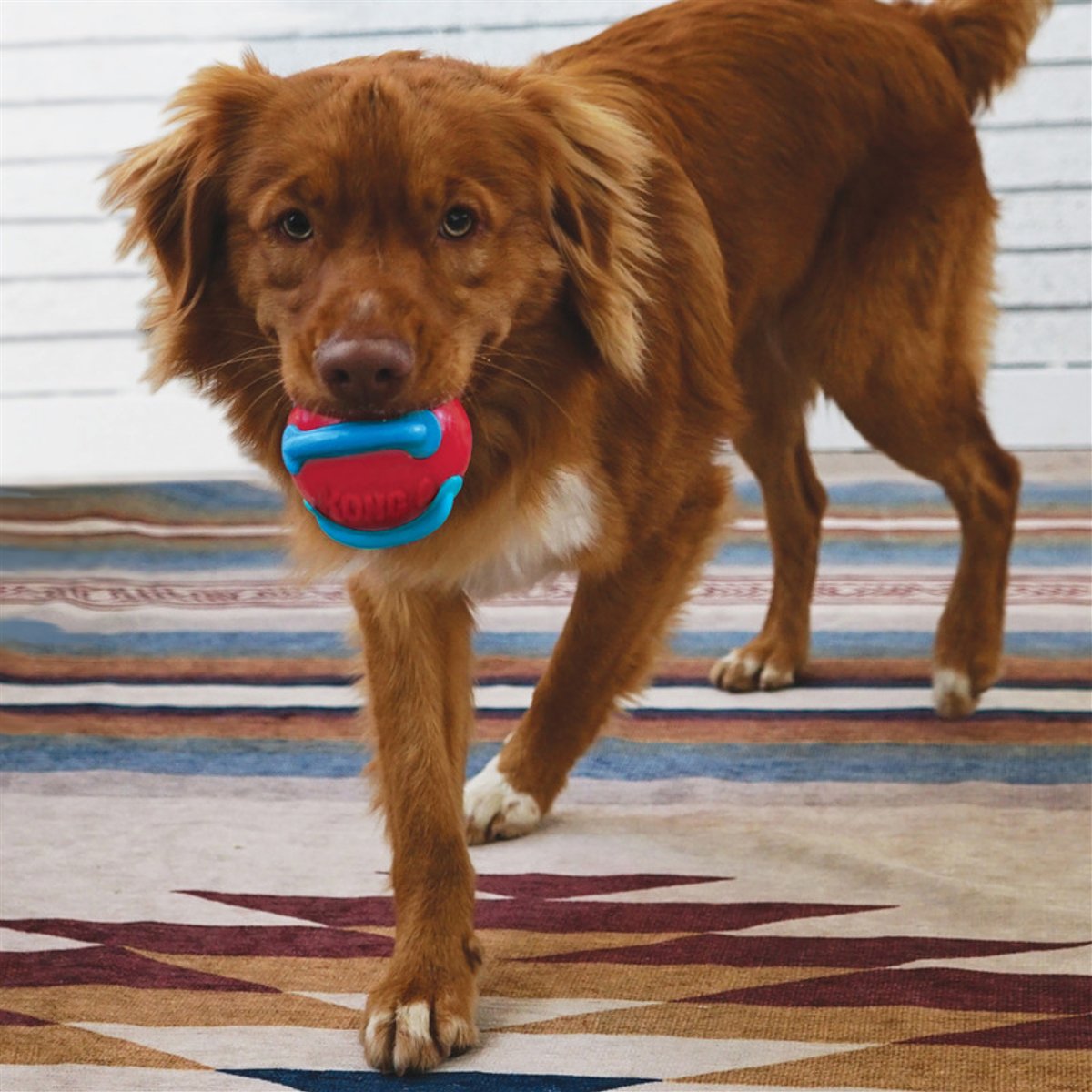 KONG Jaxx’s Brights Ball w/rope Assorted md