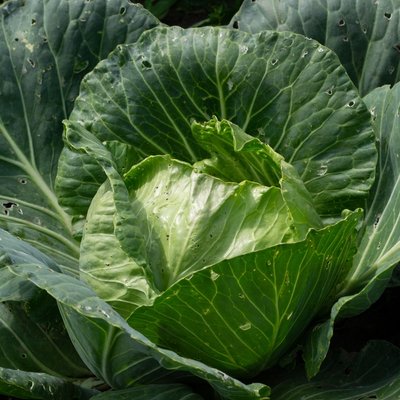 Jedite kupus za dug i zdrav život